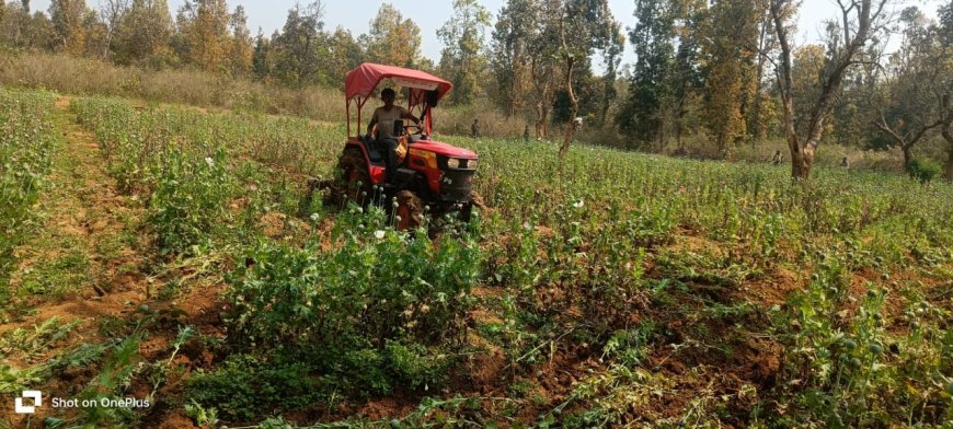 अफीम की अवैध खेती को चिह्नित कर विनष्टिकरण की कार्रवाई तेज