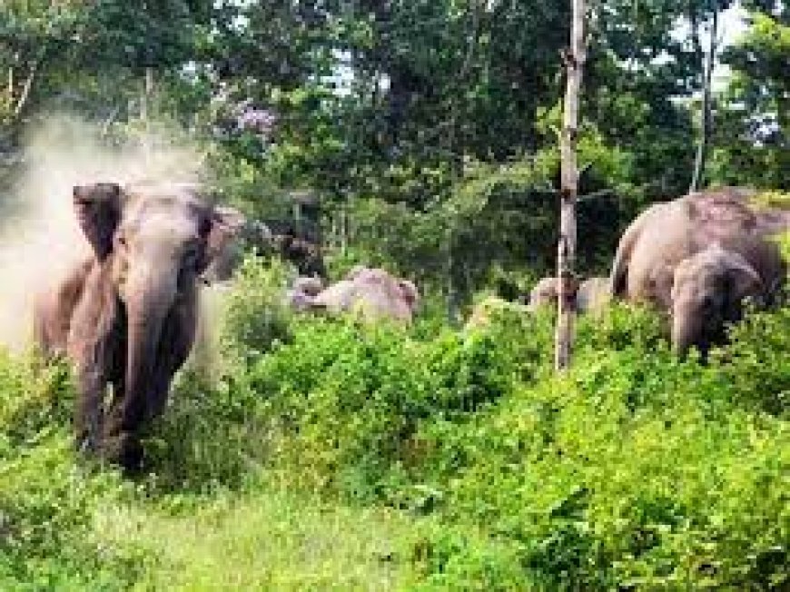 लोहरदगा में हाथियों के झुंड ने 1 युवक को कुचल कर मार डाला